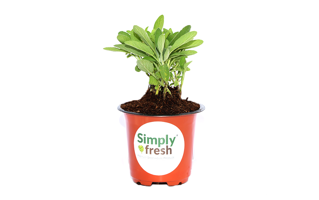 Simply Fresh Sage-PP    Box  1 pcs